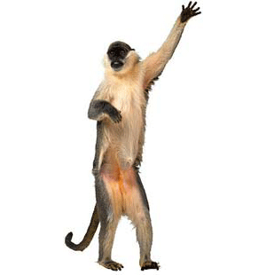 dance monkey dance